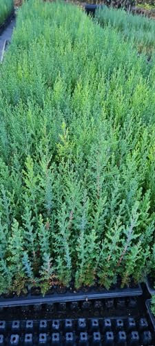 60 Cipreses sempervirens para seto.