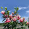 4 piezas Comprar bulbos de lirio - Lilium brownii - flores silvestres, plantas trepadoras en flor, resistente lirios gigantes lirios arbóreos tubérculos resistentes maceta plantas
