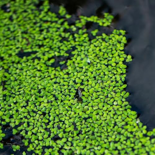 1000 Pcs Wasserlinsen Teich Samen - Schwimmpflanzen Wasserpflanzen Samen, Steingartenpflanzen Winterhart Teichpflanzen Wasserpest Für Teich Winterhart Samen, Dekopflanzen Topfpflanzen