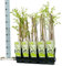 Winterharter Garten Blauregen, Japanischer Blauregen, (Wisteria sinensis), ca. 65cm hoch im 15cm Topf, (Weiss, Sorte: Wisteria floribunda Alba)
