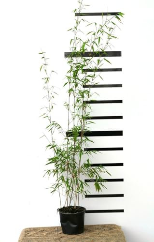 Roter-Bambus Fargesia jiuzhaigou winterhart und schnell-wachsend 100-120 cm hoch