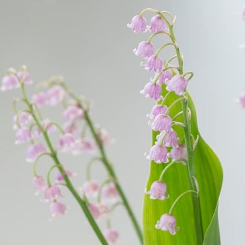 Maiglöckchen (Convallaria Majalis) 'Rosea' | 3 Stück | Knolle | Schnittblume | duftend | Verwildernd | Topfpflanze | Geeignet für Kübel | Rosa | 100% Blütegarantie | QFB Gardening