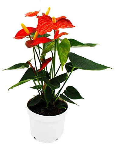 Exotenherz - Flamingoblume - Anthurium andreanum - Anthurie - 12cm Topf - Orange Champion