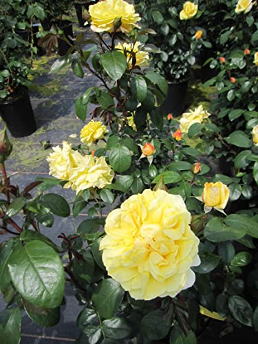 Rosa Sunstar ® - Beetrose Sunstar ® - Syn. Gabriele Gebauer - Kordes Rose - ADR Rose