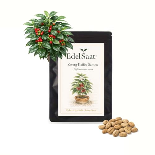Kaffee Samen Coffea arabica nana – Zwerg-Kaffeepflanze Samen – Kaffee selber anbauen – Indoor Zimmerpflanze – Exotische Pflanze für Topf, Balkon, Gewächshaus & Garten