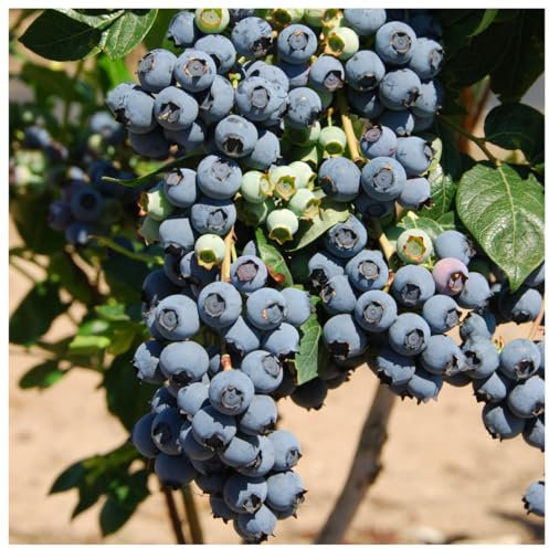 3 Blueberry 'Herbert' Fruit Bush in a Large 9cm Pot 3fatpigs®