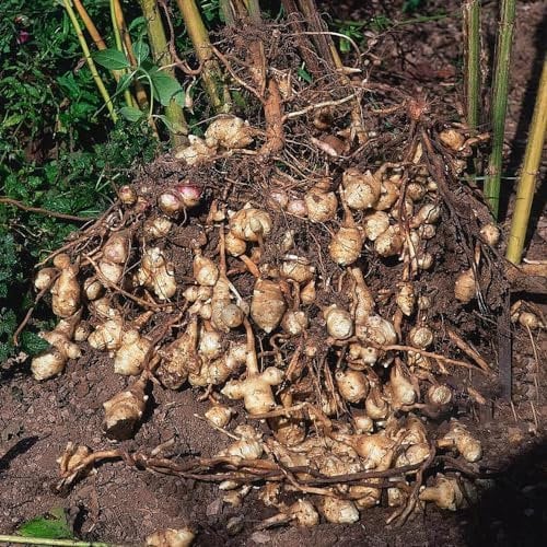 15 pcs Topinambur Saatknollen Zum Pflanzen Zwiebeln, saatgut alte sorten, wintergemüse Topinambur - Knollen, Helianthus Tuberosus, Extrem Winterharte Kübelpflanzen samen gemüse alte