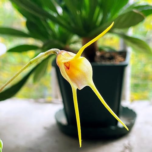 affen orchidee, Dracula simia, garten hochbeet extrem winterharte outdoor 120samen