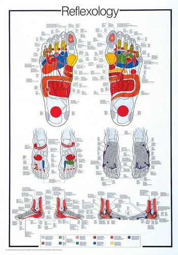 Educational - Bildung Fussreflexzonen - Reflexology Bildungsposter Plakat Druck - Version in Englisch - Grösse 68x98 cm