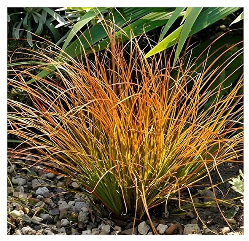 Stauden Gänge 3 x Carex testacea 'Prairie Fire' Grüne aufrechte Segge | Grünes Ziergras für Sonne bis Halbschatten, Blüte Juli bis August, mehrjährig, 1 L Topf (11x11 cm)