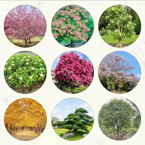 1300 pcs baum samen set wildblumensamen mehrjährig winterhart baumsamen set pflanzenkübel saatgut alte sorten büropflanzen bäume kaufen dekoration winterfeste pflanzen für garten