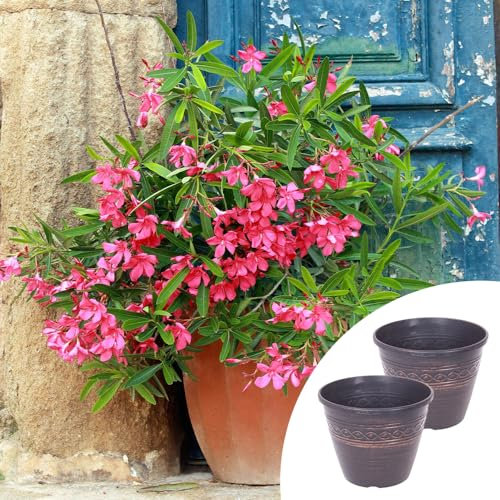YouGarden Premium Oleander Pink 'Emilie' Bushes, Pair of Established Oleander in 15cm Pots, Pink Flowers with Two 28cm Black and Copper Infinity Planters