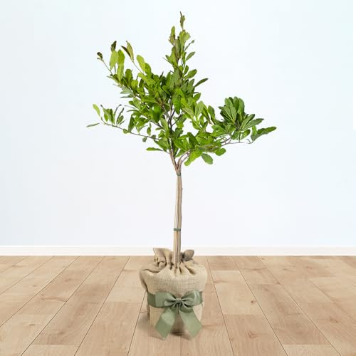YouGarden Magnolia Stellata 'Star Magnolia' Standard Tree, 70cm Tall in 3L Pot, Gift Wrapped in Brown Hessian Bag with Green Bow, Ready to Plant or Gift