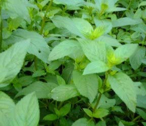 Mentha chocolat (lot de 3 pieds)