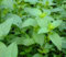 Mentha chocolat (lot de 3 pieds)