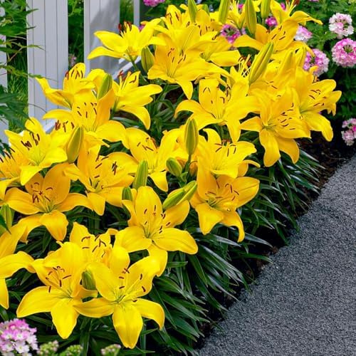 Lilien Zwiebeln Winterhart Mehrjährig - Bordüre Gelb Lilie Kollektion