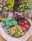 Sedum mélange 400 Graines, Orpin - plante vivace, couvre-sol