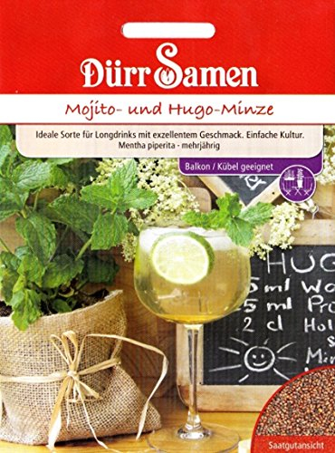 Mojito- und Hugo-Minze, Mentha piperita, ca. 50 Samen