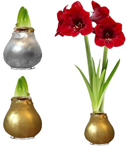 Amaryllis in Wachs Gewachst Pflegeleicht - Silber, Gold - 2 Zwiebeln | Gewachste Amaryllis-Zwiebel aus Holland, Großformat 28/30, ohne Topf und Erde, ohne Gießen (kein Samen, nicht künstlich)