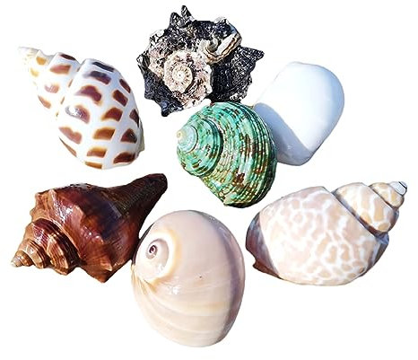 Coquilles naturelles de bernard-l'ermite, fournitures for bernard-l'ermite, coquillages de bernard-l'ermite, grandes, moyennes et petites, 0,5 à 5 cm, différentes tailles d'ouverture, coquillages nacr