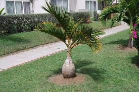 Bottiglia Palm Hyophorbe lagenicaulis 50 semi freschi