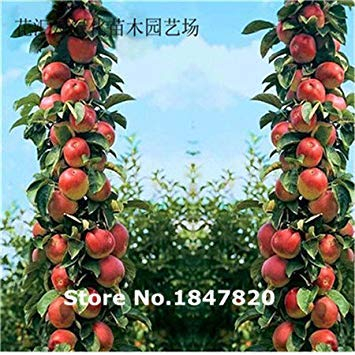 Bonsai Apfelbaum-Samen 50 Stück Apfelkerne Obst Bonsai-Garten in Blumentöpfen Pflanzer