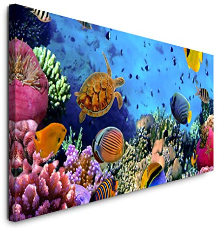 Paul Sinus Art GmbH Korallen Kolonie 120x 50cm Panorama Leinwand Bild XXL Format Wandbilder Wohnzimmer Wohnung Deko Kunstdrucke
