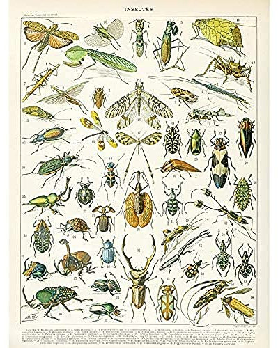 Artery8 Millot Encyclopedia Page Insects Beetles Art Print Canvas Premium Wall Decor Poster Mural Seite Wand Deko