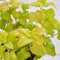 zitronenmelisse samen mehrjährig - kräuterbeet balkon samen zitronenmelisse pflanze bio kräutersamen winterharte stauden kräuter samen hochbeete für garten kräutergarten indoor 350pcs