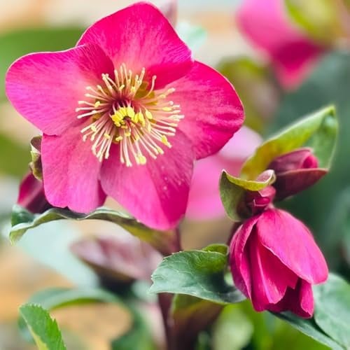 christrose christrosen, wildblumen balkonblumen, schnittblumen schattenpflanzen balkonpflanzen winterhart blumenbeet 800samen