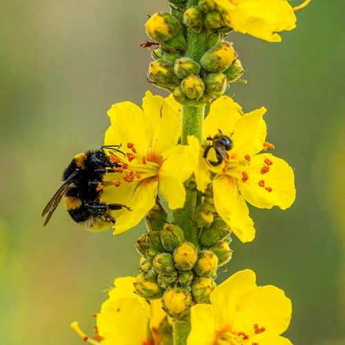 2.000 Großblütige Königskerzen Samen (Verbascum densiflorum) Insektenweide hohe gelbe Blütenkerzen Naturgarten Wildstaude Nahrungsquelle für Bienen & Trockenheitsverträglich