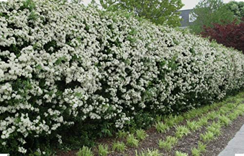 10 Hawthorn Quickthorn Hedging 40-60cm Native Plants Crataegus Wildlife Friendly by Sunnyside Nurseries