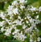 300 Samen Echter Baldrian - Valeriana officinalis - winterhart Tee Heilpflanze Bienenweide