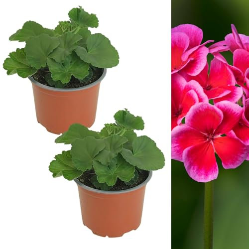Carbeth Plants 2 x Geranium Raspberry Ice Plant in 13cm Pot - Summer Flowering Pelargonium Garden Ready Bedding Plant - Easy to Grow Shrubs for Hanging Baskets, Window Boxes & Patio Pots