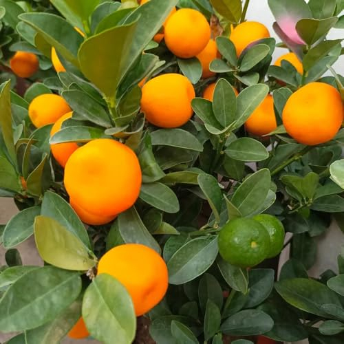 150 pcs Kumquat Baum Winterhart Samen - exotische pflanzen extrem winterharte kübelpflanzen Kumquat Pflanze - exotische früchte winterharte stauden hochbeet exotische pflanzen obstbäume