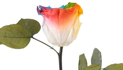 ROSEMARIE SCHULZ Heidelberg Infinity Duftrose Ewige Rose haltbar 3 Jahre konservierte Rose Regenbogen (Bunt, 30)