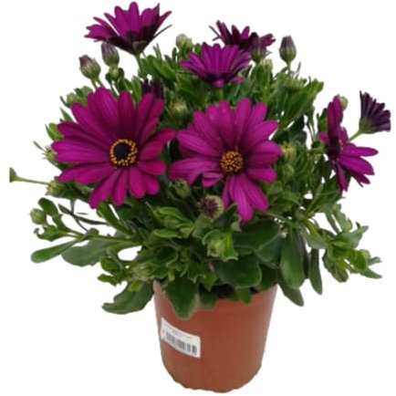 Verdecora Margarita Dimorfoteca en maceta de 15cm | Planta natural de exterior con flor | Planta para balcón, terraza, jardín | Duradera y fácil de cuidar |…