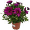 Verdecora Margarita Dimorfoteca en maceta de 15cm | Planta natural de exterior con flor | Planta para balcón, terraza, jardín | Duradera y fácil de cuidar |…