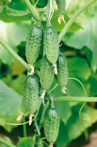 Mini Gurke 'Rodnichok - klein, grun