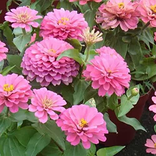WmHeoo2077 Frühling Blumen mehrjährig winterhart,Zinnien-Blumensamen, Garten-Balkon-Blumensamen, rosa, 500 g,Steingarten Staudenbeet