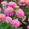 WmHeoo2077 Frühling Blumen mehrjährig winterhart,Zinnien-Blumensamen, Garten-Balkon-Blumensamen, rosa, 500 g,Steingarten Staudenbeet