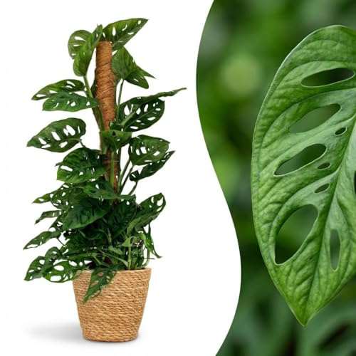 Green boutiQ - Zimmerpflanze - Monkey Mask - Monstera Adansonii Moosstab - Grün - Pflegeleicht - 1 Pflanze - mit Korb - Topf 19cm - Höhe 90cm