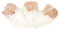 25 Plumes pailletées blanches et rose gold 7,5 cm