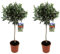 Plant in a Box - Olivenbaumen - 2er Set - Olea Europaea - Topf 21cm - Höhe 90-100cm - Winterhart - Gartenpflanzen