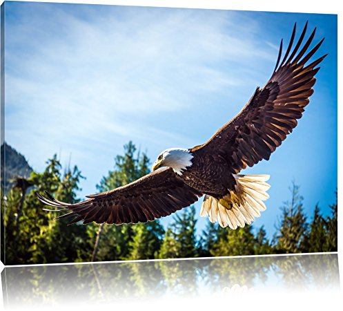 Pixxprint Adler Bild, Größe: 120x80cm, Leinwandbild, fertig gespannt, Wandbild, Dekoration, Kunstdruck, kein Poster