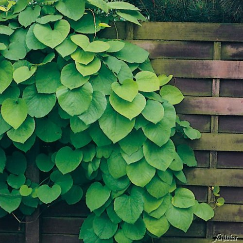 GARTEN SCHLÜTER® Riesenblättrige Pfeifenwinde - Container - 40-60 cm | Aristolochia - Liefergröße
