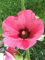 Portal Cool Las semillas del paquete: Alcea rosea rosea, Malva real 45 Semillas Semillas de flores Graines Samen