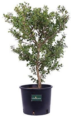 Pianta di Buxus Microphylla Faulkner pianta di Bosso Faulkner pianta da giardino pianta da esterno pianta vera di Buxus Faulkner venduta da eGarden.store
