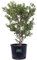 Pianta di Buxus Microphylla Faulkner pianta di Bosso Faulkner pianta da giardino pianta da esterno pianta vera di Buxus Faulkner venduta da eGarden.store