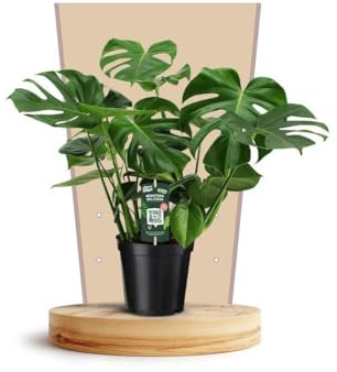 Monstera Deliciosa, Pflanze Enthält Robust, Luftreinigend, Zimmerpflanze, Wohnraum Dekoration, Für Wohnzimmer Büro, Grün, Ø21cm, 75cm